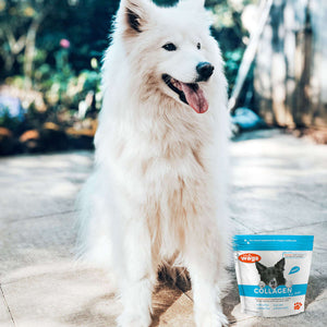 Collagen for Dogs