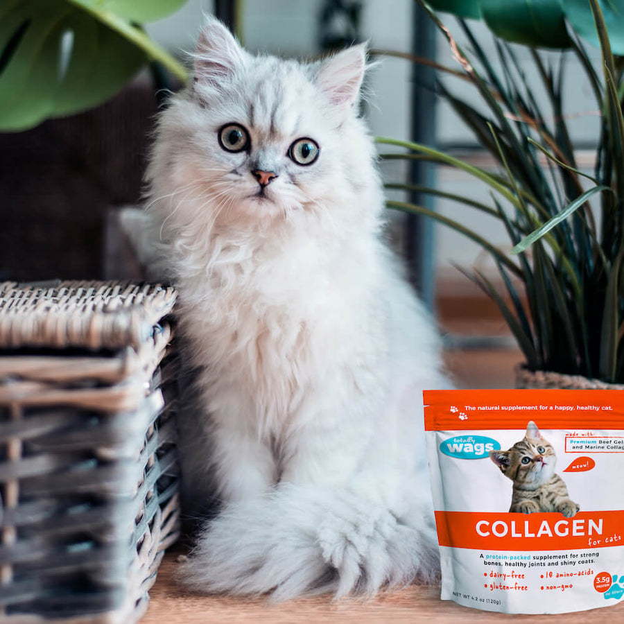 Persian cat in house with Collagen for Cats bag